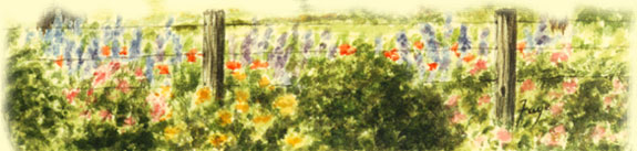 Country Rhymes poetry - for those who love the land. Maggie May Gordon